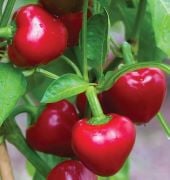 Cherry Stuffer Pepper Seeds SP395-10_Base
