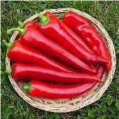 Corno di Toro Sweet Peppers (Red) SP18-20