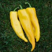 Corno di Toro Yellow Pepper Seeds SP19-20_Base