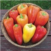 Feher Ozon Paprika Sweet Peppers SP204-20_Base