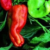 Giant Aconcagua Sweet Peppers SP28-20