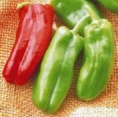 Giant Marconi Sweet Peppers SP96-10