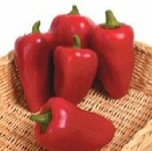 Lipstick Sweet Peppers SP128-20_Base