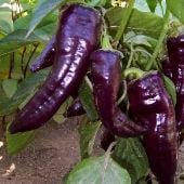 Marconi Sweet Peppers (Purple) SP110-10