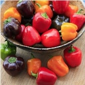 Mini Belle Mix Sweet Peppers SP11-20
