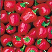 Miniature Red Sweet Bell Peppers SP198-20_Base