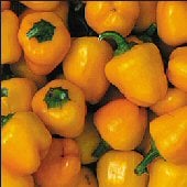 Miniature Yellow Sweet Bell Peppers SP199-20_Base