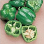North Star Sweet Peppers SP48-20