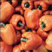 Orange Bell Pepper Seeds SP193-20_Base