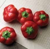 Right on Red Hungarian Cheese Sweet Peppers SP356-10