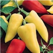 Romanian Sweet Peppers SP248-20