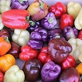 Roumanian Rainbow Sweet Peppers SP65-20