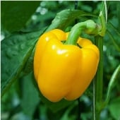 Sunbright Sweet Peppers SP249-20