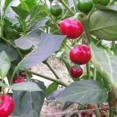 Sweet Cherry Pepper Seeds SP389-10