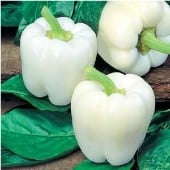 White Cloud Sweet Peppers SP153-20