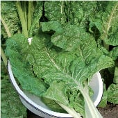 Fordhook Giant Swiss Chard Seeds SW2-100_Base