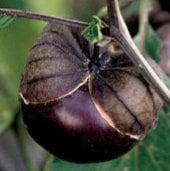 Purple de Milpa Tomatillo Seeds TL8-100_Base