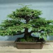 California Redwood Bonsai Tree TR36-20