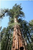 Giant Sequoia Redwood Tree TR28-10_Base