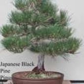 Japanese Black Pine Bonsai Tree TR35-20_Base