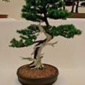 Japanese Larch Bonsai Tree TR33-20