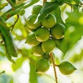 Macadamia Nut Tree Seeds TR6-5_Base