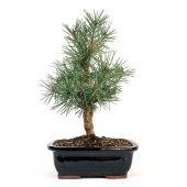 Scotch Pine Bonsai Tree TR32-20_Base