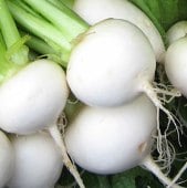 White Egg Turnips TP5-100