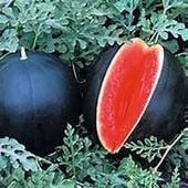 Black Tiger Watermelon Seeds (Seedless) WM72-5_Base