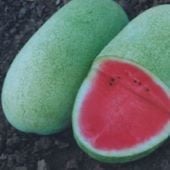 Charlene Watermelons WM78-20