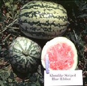 Klondike Watermelons (Blue Ribbon) WM57-20