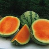 Orange Crisp Watermelon Seeds (Seedless) WM68-5_Base