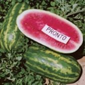 Pronto Watermelons WM81-20