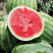 Red Rock Watermelons (Seedless) WM66-5