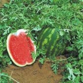 Topgun Watermelon Seeds WM67-10_Base