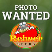 New Delhi Long Pepper Seeds HP845-10_Base