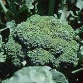Premium Crop Broccoli Seeds BR5-25_Base