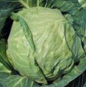 Danish Ballhead Cabbage CB47-50