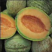 Amish Melon Seeds CA48-50_Base