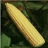 Normal Sugary Corn (su)
