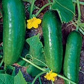 Persian Middle East Cucumber Seeds CU19-10_Base