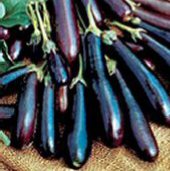 Long Purple Eggplants EG10-20