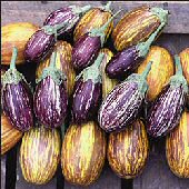 http://www.reimerseeds.com/images/products/eggplant/Udumalapet_Eggplants_Seeds.jpg