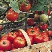 Tomatoes Alive Plus Organic Fertilizer FZ16