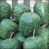 Apple Gourds (Large) GD18-10
