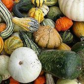 Mixed Gourds (Large) GD10-10
