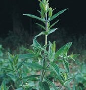 Mountain Mint Seeds HB75-1000_Base