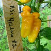 Aji Yellow Hot Peppers (Strain 2) HP1850-10