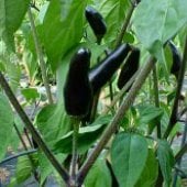 Czechoslovakian Black Pepper Seeds HP67-10_Base