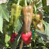 Santo Domingo Pueblo Hot Peppers HP392-10